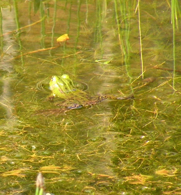 Ranocchie da identificare - Pelophylax sp., P. lessonae